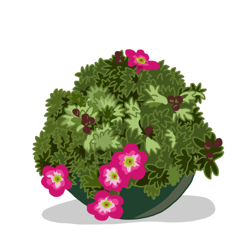 ユキノシタ02